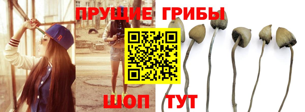 Родники  Псилоцибиновые грибы Magic Shrooms  Вход с VPN  даркнет сайт  Галлюциногенные грибы прущие грибы 